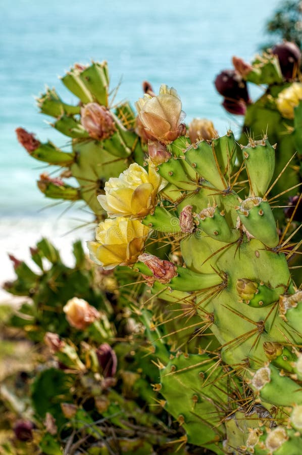 Opuntia ficus-Indica θαλασσίως στοκ φωτογραφίες