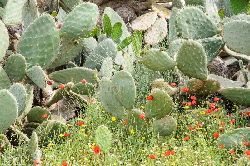 Opuntia ficus-Indica κάκτος μέσα σε ένα λιβάδι του κόκκινου και κίτρινου flo στοκ εικόνα με δικαίωμα ελεύθερης χρήσης
