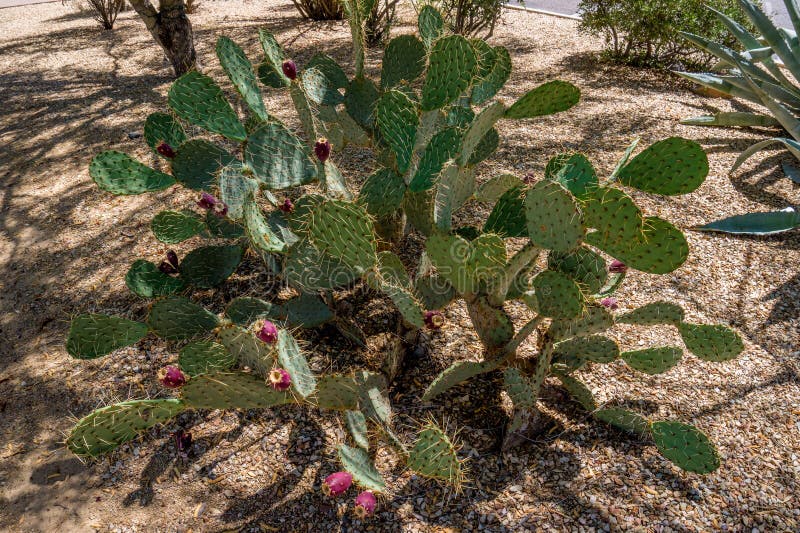 Opuntia ficus-Indica κάκτος σύκων Βαρβαρίας aka στοκ εικόνες