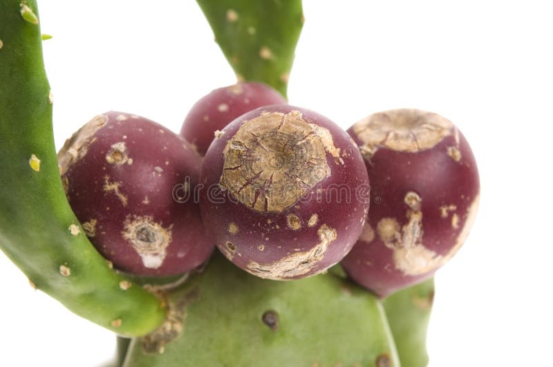Opuntia ficus κάκτων Indica αχλάδι τραχύ στοκ φωτογραφία με δικαίωμα ελεύθερης χρήσης
