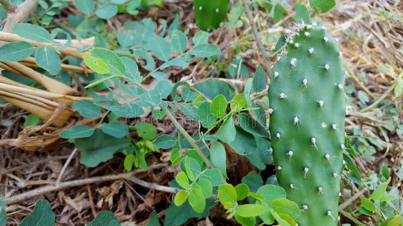 Opuntia Galapageia Cactus with Green Fleshy Stem and White Needles ...