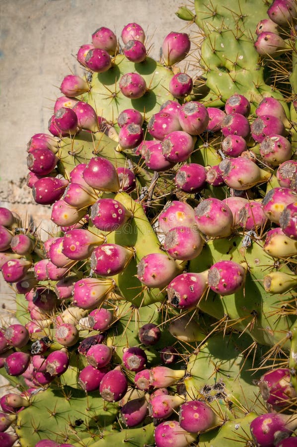 Opuntia Indica σύκα Ficus στοκ εικόνα με δικαίωμα ελεύθερης χρήσης