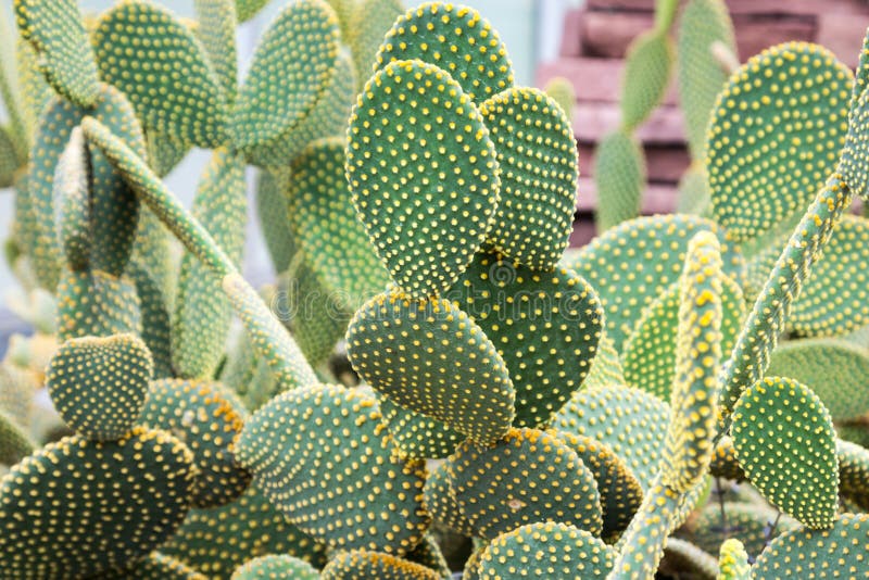 Opuntia Microdasys Cactus in Botanical Garden Stock Image Image of