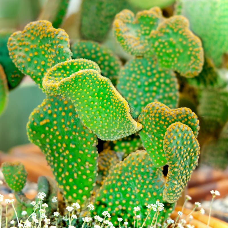Opuntia microdasys cactus.