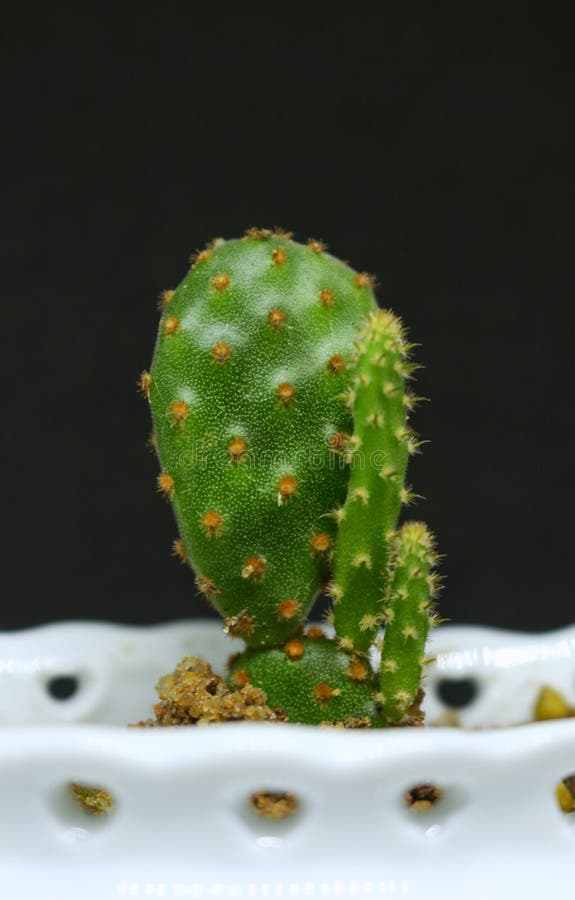 Opuntia Microdasys Pear Bunny Orelha Mini Cacto Em Pote Antigo De Cor  Branca Com Fundo Preto Foto de Stock - Imagem de deserto, exterior:  182466622