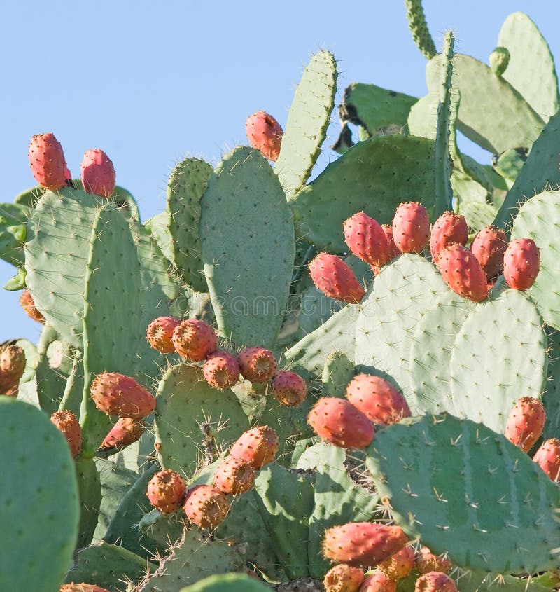 Opuntia with ripe fruits