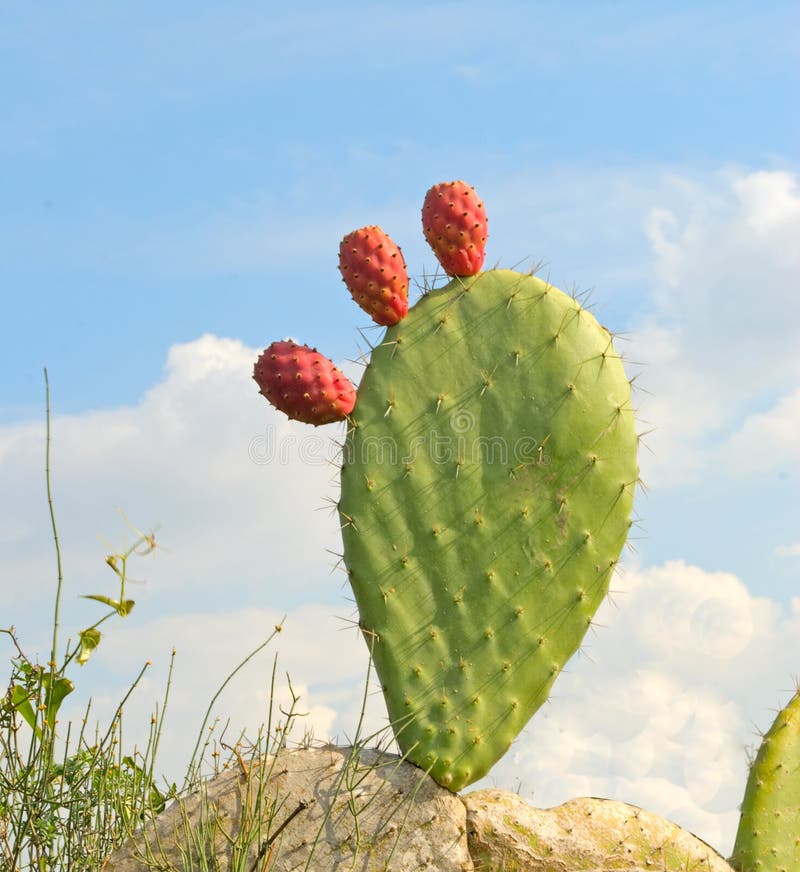 Opuntia with ripe fruits