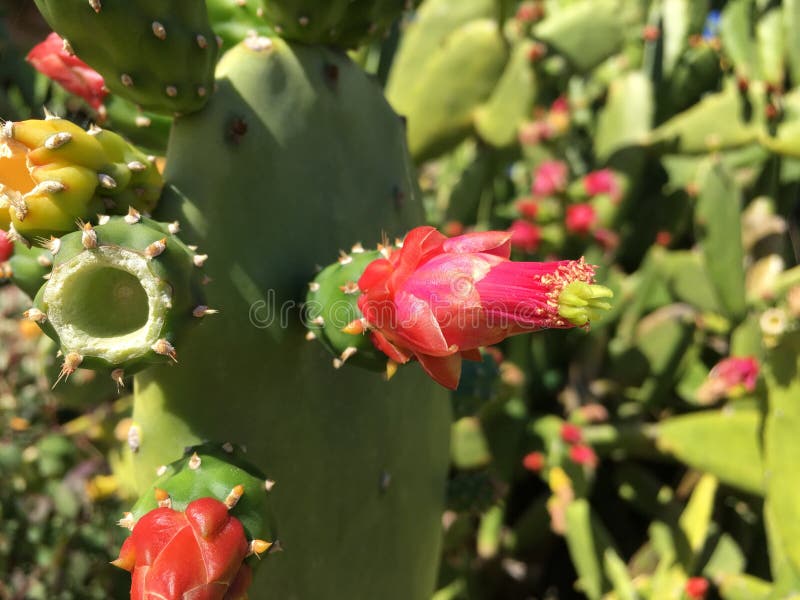 Opuntia, кактус колючей груши цветет с розовыми цветками во время солнечного утра в Waimea на острове Кауаи, Гаваи стоковые фото Opuntia, кактус колючей груши цветет с розовыми цветками во время солнечного утра в Waimea на острове Кауаи, Гаваи стоковые фото