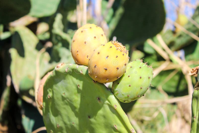 Opuntia ή τραχύ αχλάδι, κάκτος με τα φρούτα στοκ φωτογραφίες με δικαίωμα ελεύθερης χρήσης