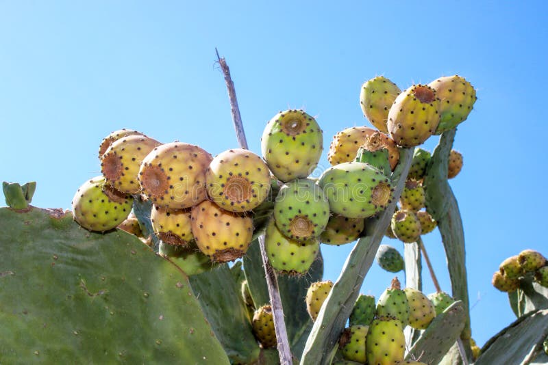 Opuntia ή τραχύ αχλάδι, κάκτος με τα φρούτα στοκ εικόνες