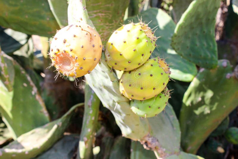 Opuntia ή τραχύ αχλάδι, κάκτος με τα φρούτα στοκ φωτογραφίες με δικαίωμα ελεύθερης χρήσης