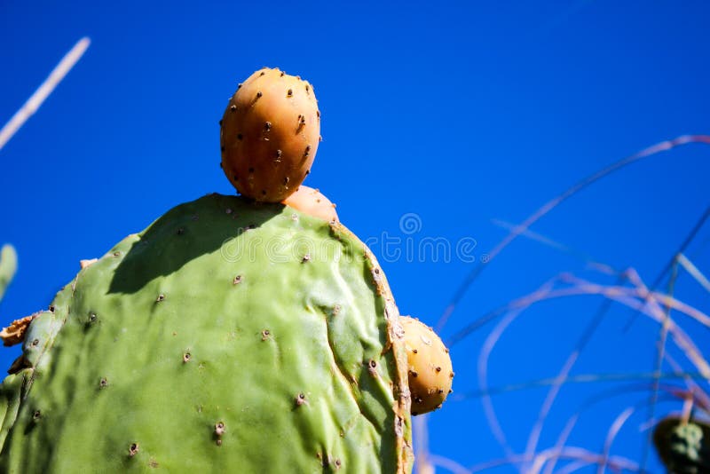 Opuntia ή τραχύ αχλάδι, κάκτος με τα φρούτα στοκ φωτογραφίες