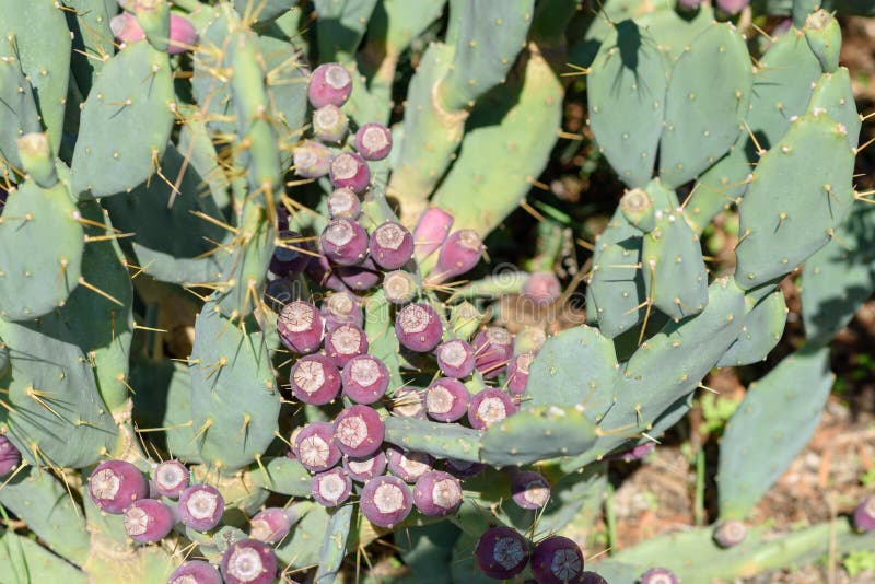 Opuntie Kaktusfeige-Kaktus mit Frucht lizenzfreie stockbilder Opuntie Kaktusfeige-Kaktus mit Frucht lizenzfreie stockbilder