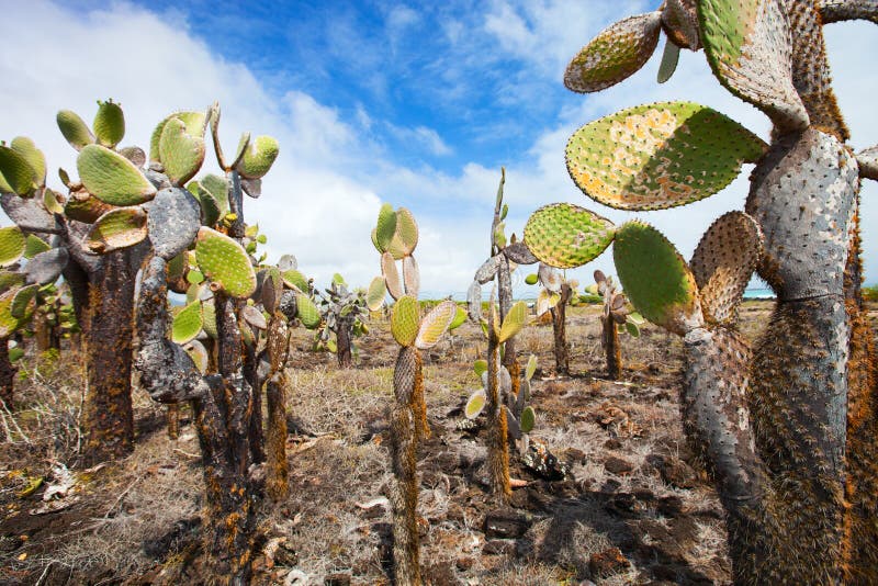 Opuntiekaktus foreat in Galapagos-Insel lizenzfreies stockbild Opuntiekaktus foreat in Galapagos-Insel lizenzfreies stockbild