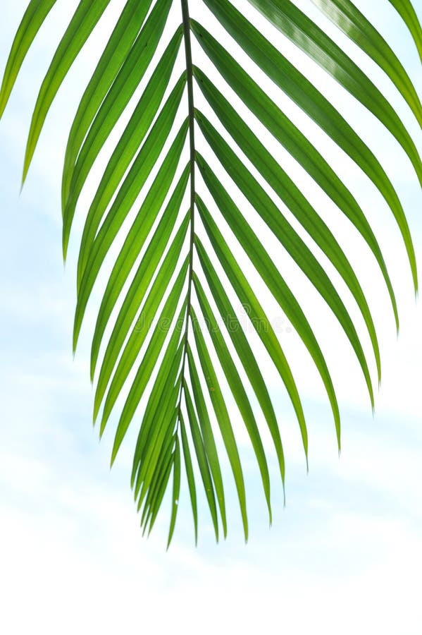 Opuszczać drzewka palmowego