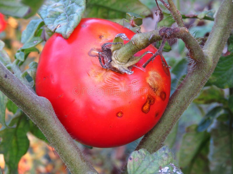 Opóźnionego zwarzenia Phytophthora infestans pomidorowej rośliny pospolite choroby fotografia stock Opóźnionego zwarzenia Phytophthora infestans pomidorowej rośliny pospolite choroby fotografia stock