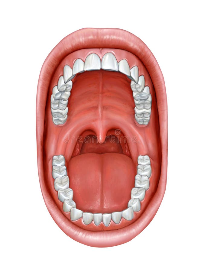 Human tongue anatomy stock illustration. Illustration of anatomy