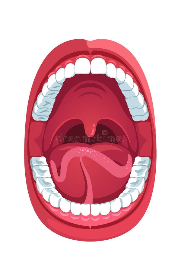 Oral hålighet Modell för anatomi i öppen mun