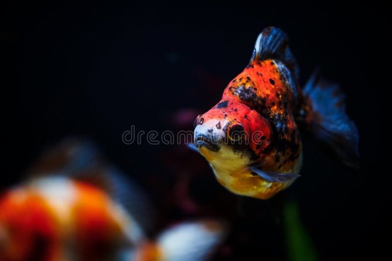Oranda Gold Fish in the Aquarium Tank. Red Fish Swimming Around the  Aquarium Stock Image - Image of golden, fishbowl: 166848421