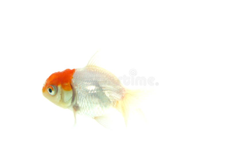 Oranda złota / Carassius auratus. Oranda goldfish / Carassius auratus auratus, na izolowanym tle
