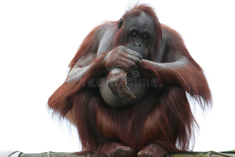 Orang-outan images stock Orang-outan images stock