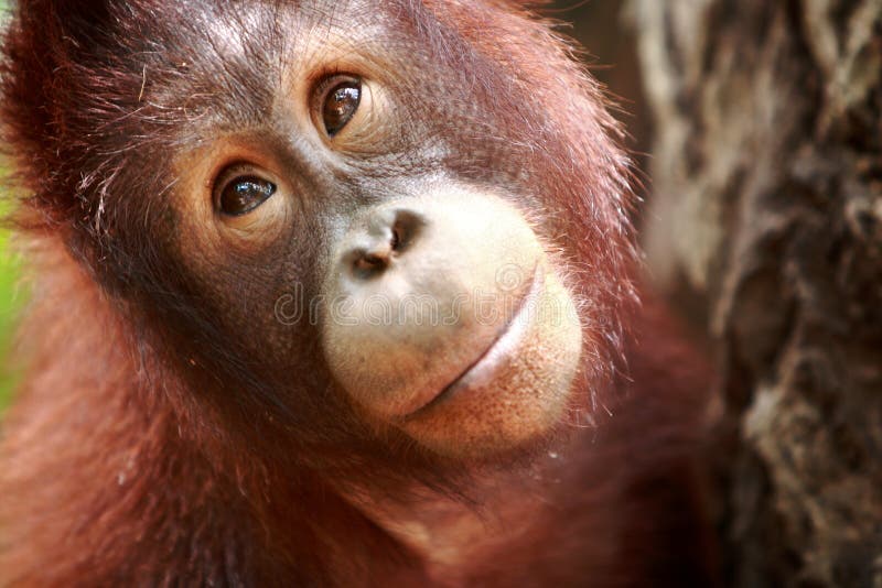  Orang  outan  triste photo stock Image du bouche tristesse 