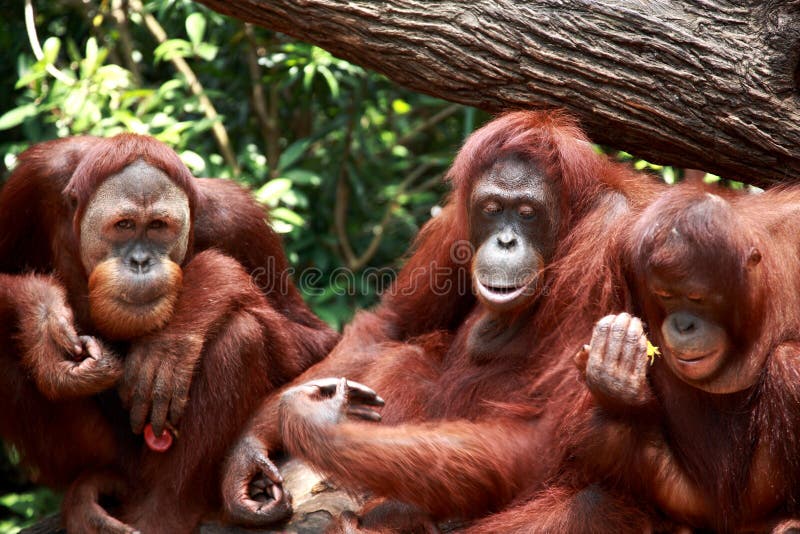 Orang-outan Orang-outan