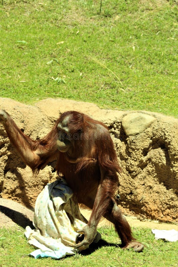 Orang-outan de Bornean photos stock Orang-outan de Bornean photos stock