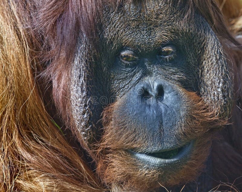 Orang-outan de Bornean dans le zoo images stock Orang-outan de Bornean dans le zoo images stock