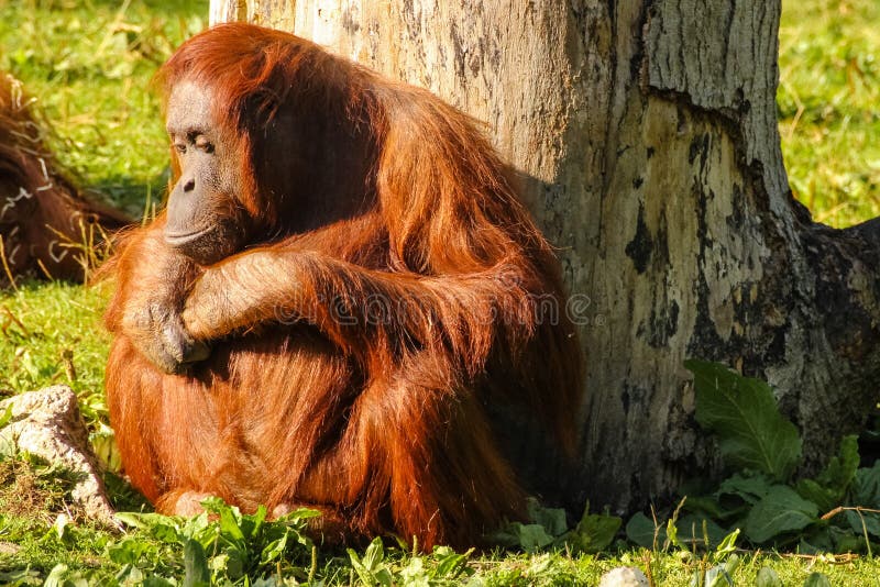 Orang-outan de Bornean Zoo de Dublin l'irlande images libres de droits Orang-outan de Bornean Zoo de Dublin l'irlande images libres de droits