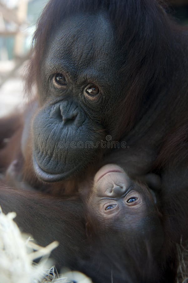Orang-outan de mère et sa chéri nouveau-née 1 mois - P photos stock Orang-outan de mère et sa chéri nouveau-née 1 mois - P photos stock