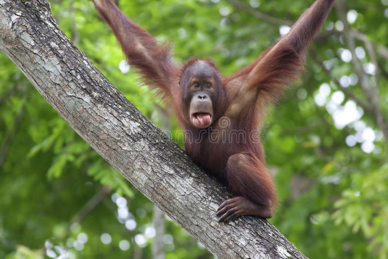 Orang-outan du Bornéo photographie stock libre de droits Orang-outan du Bornéo photographie stock libre de droits