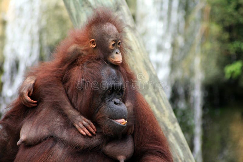 Orang-outan et mère de chéri photos stock Orang-outan et mère de chéri photos stock