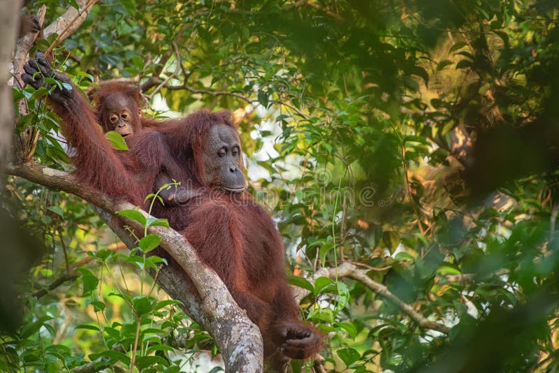 Orang-outan femelle d'orang-outan - Bornéo photos libres de droits Orang-outan femelle d'orang-outan - Bornéo photos libres de droits
