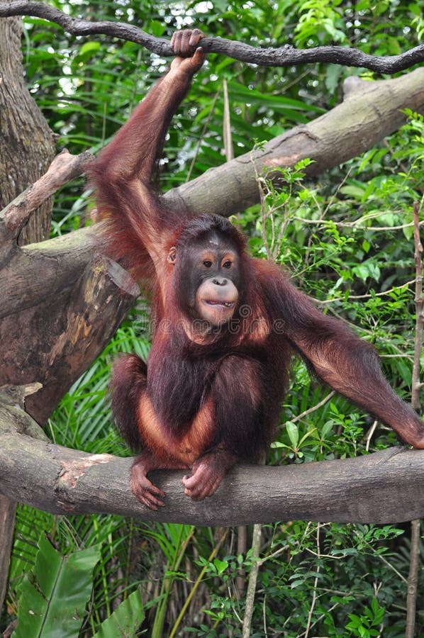 orang utan стоковые изображения rf orang utan стоковые изображения rf
