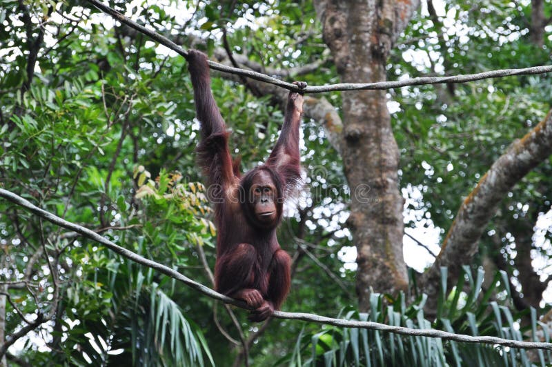orang utan стоковая фотография orang utan стоковая фотография