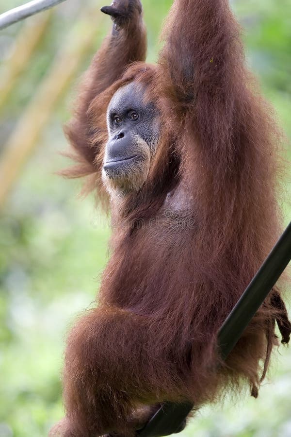 orang utan стоковые фотографии rf orang utan стоковые фотографии rf