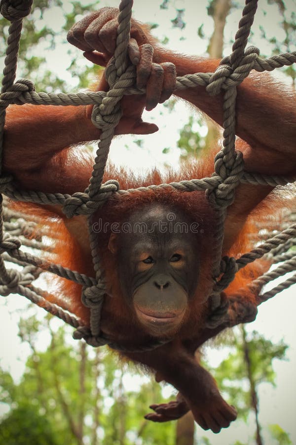 Orang-Utan stockbild. Bild von hand, reizend, relax, schutz - 40635441