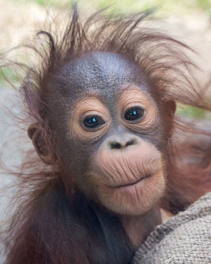 Orang-Utan stockbild. Bild von orangutan, braun, jung - 21146097