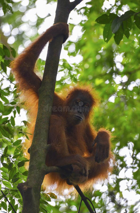 orang utan medan orang utan medan