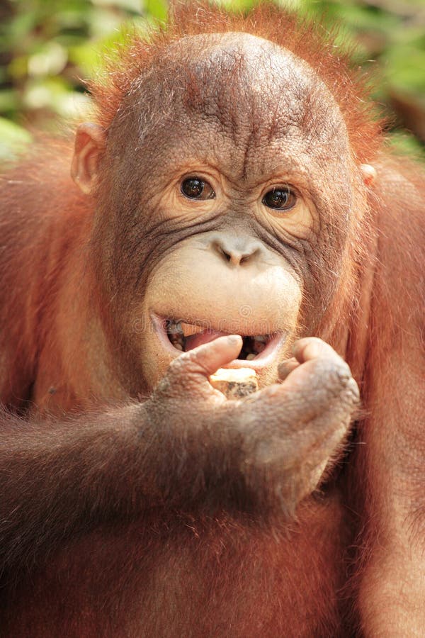 Orang-Utan - close up stock image