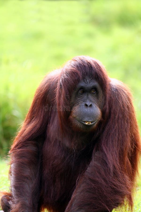 Orang utan eating stock photography