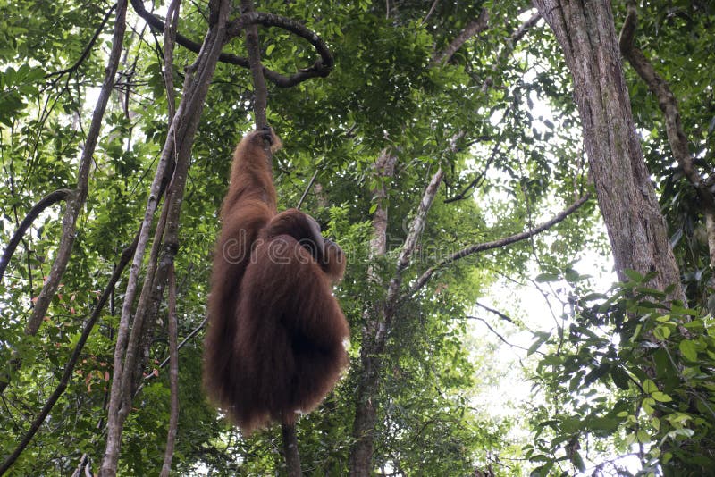 Orang-Utan Im Dschungel Sumatra Stockfoto - Bild von schätzchen