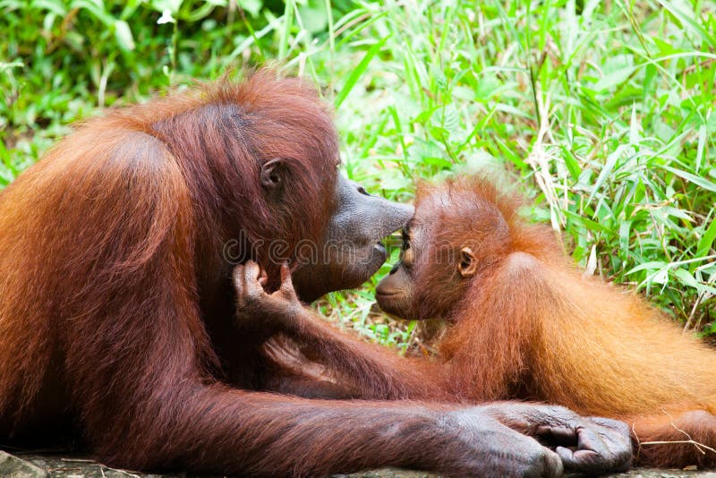 Orang-Utan Mutter Orang-Utan Mutter