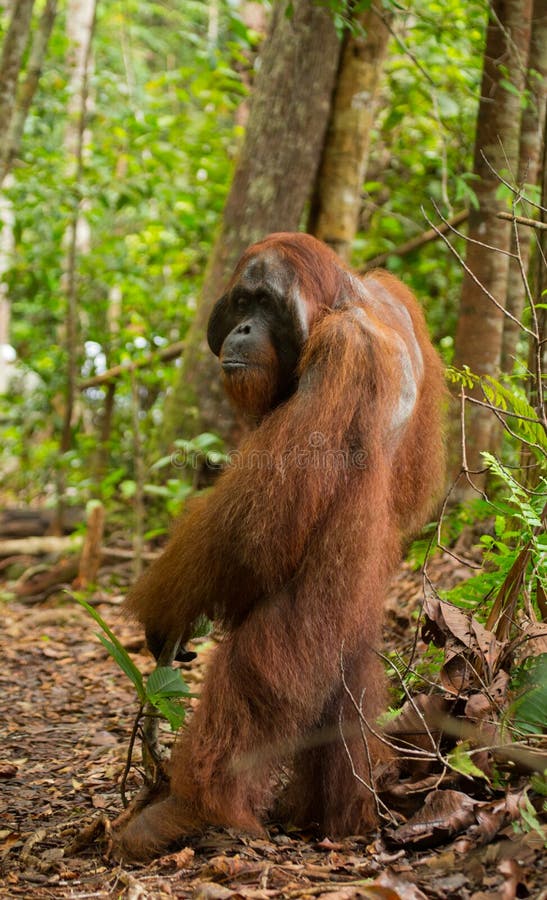 Orang-Utan Steht Auf Seinen Hinterbeinen Im Dschungel Indonesien Die