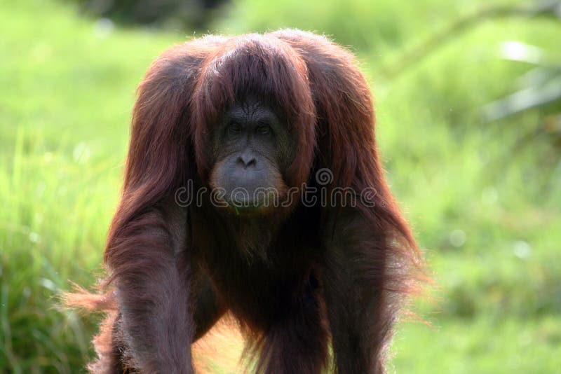 Orang utan walking forward