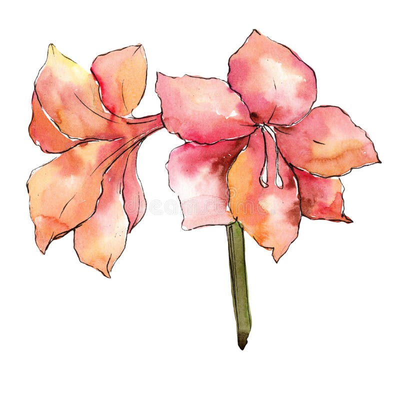 Orange Amaryllisblume des Aquarells Botanische mit Blumenblume Lokalisiertes Illustrationselement stock abbildung Orange Amaryllisblume des Aquarells Botanische mit Blumenblume Lokalisiertes Illustrationselement stock abbildung