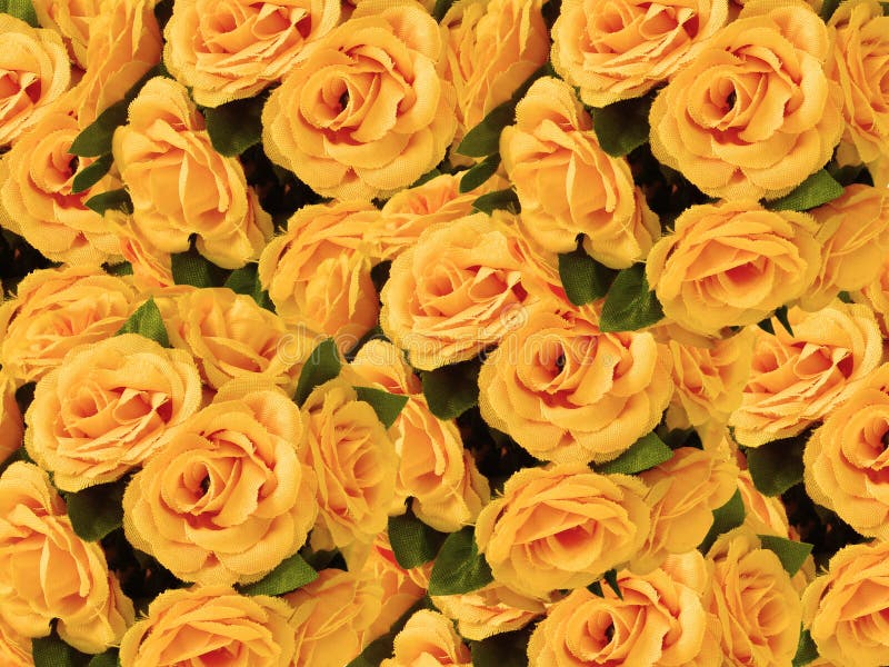 Yellow Roses Flowers, Floral Background for Mothers Day, Wedding Stock