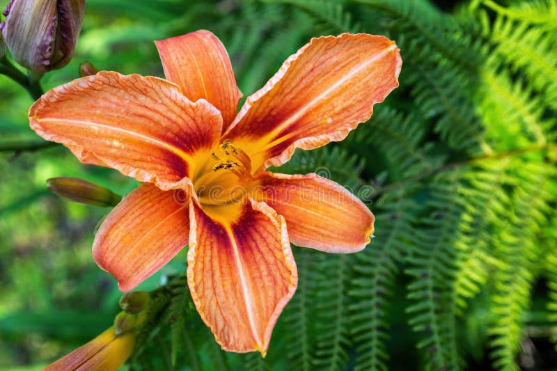 Orange Asiatic Lily Flower in the Garden Stock Photo Image of bouquet