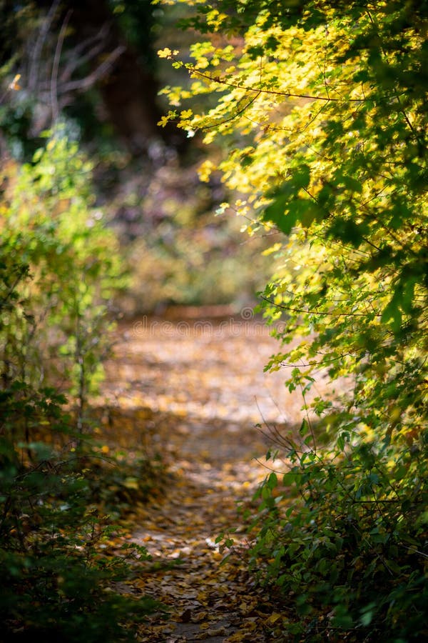 Orange Autumn Bokeh Background from Nature Forest Out of  ,design Element Stock Image - Image of yellow, plant: 232892867